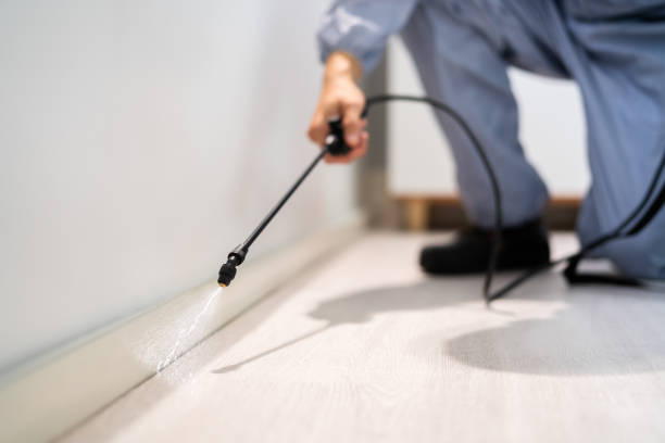 Licensed Ant Control service in Ecru, MS - Show Me Pest Control